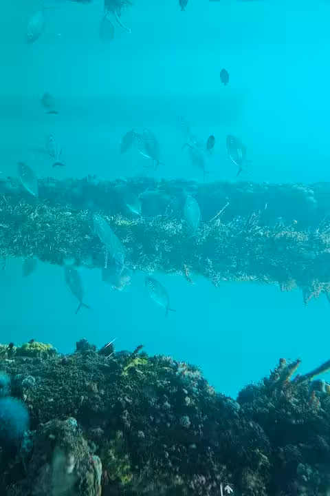 Vibrant marine life surrounds the Busselton Underwater Observatory with diverse fish and coral in clear waters.