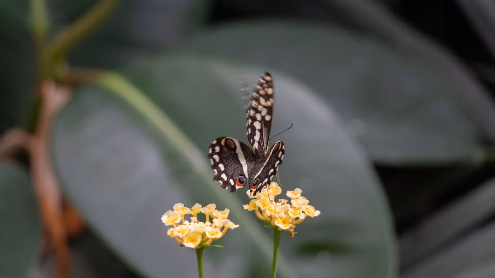 Butterfly with patterned wings delicately feeding on yellow flowers at Alghero's Butterfly House, capturing nature's elegance.