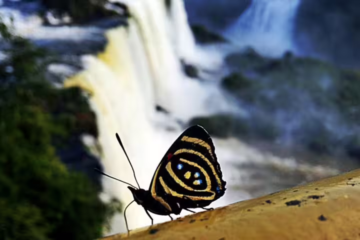 Vibrant butterfly perched near the majestic Iguazu Falls, capturing the allure of nature on a 4-day private tour.