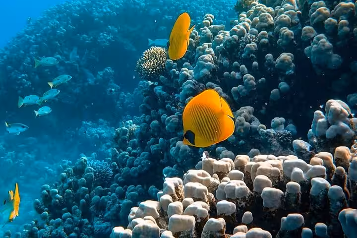 Orange butterflyfish over vibrant Red Sea corals at Dolphin House, Hurghada swim with dolphins trip with lunch