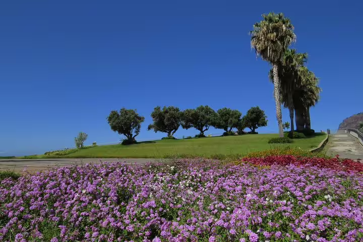 Explore the scenic beauty of Cabo Girão with vibrant wildflowers, lush greenery, and majestic palm trees on a thrilling 4WD tour.