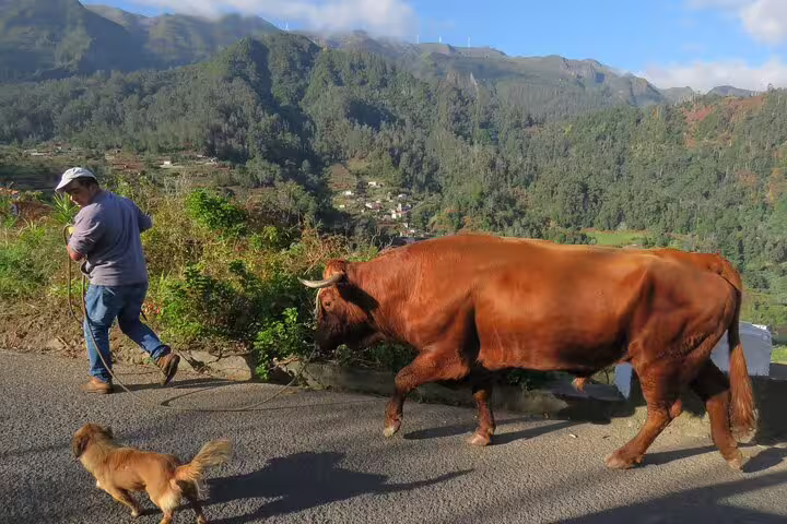 A local guide leads a bull and dog along a scenic mountain road, showcasing rustic charm on the Cabo Girão Skywalk 4x4 tour.