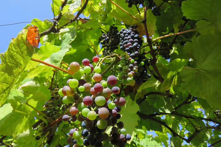Vibrant grapevines under a clear blue sky, showcasing the lush vineyards explored on the Cabo Girão Skywalk 4x4 adventure tour.