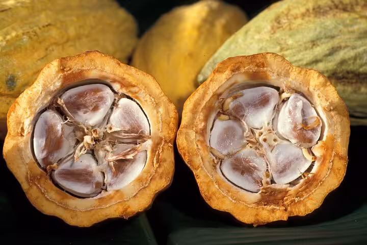 Split cacao pod with fresh beans, showcasing dark chocolate origins on a private Paris chocolate tasting tour