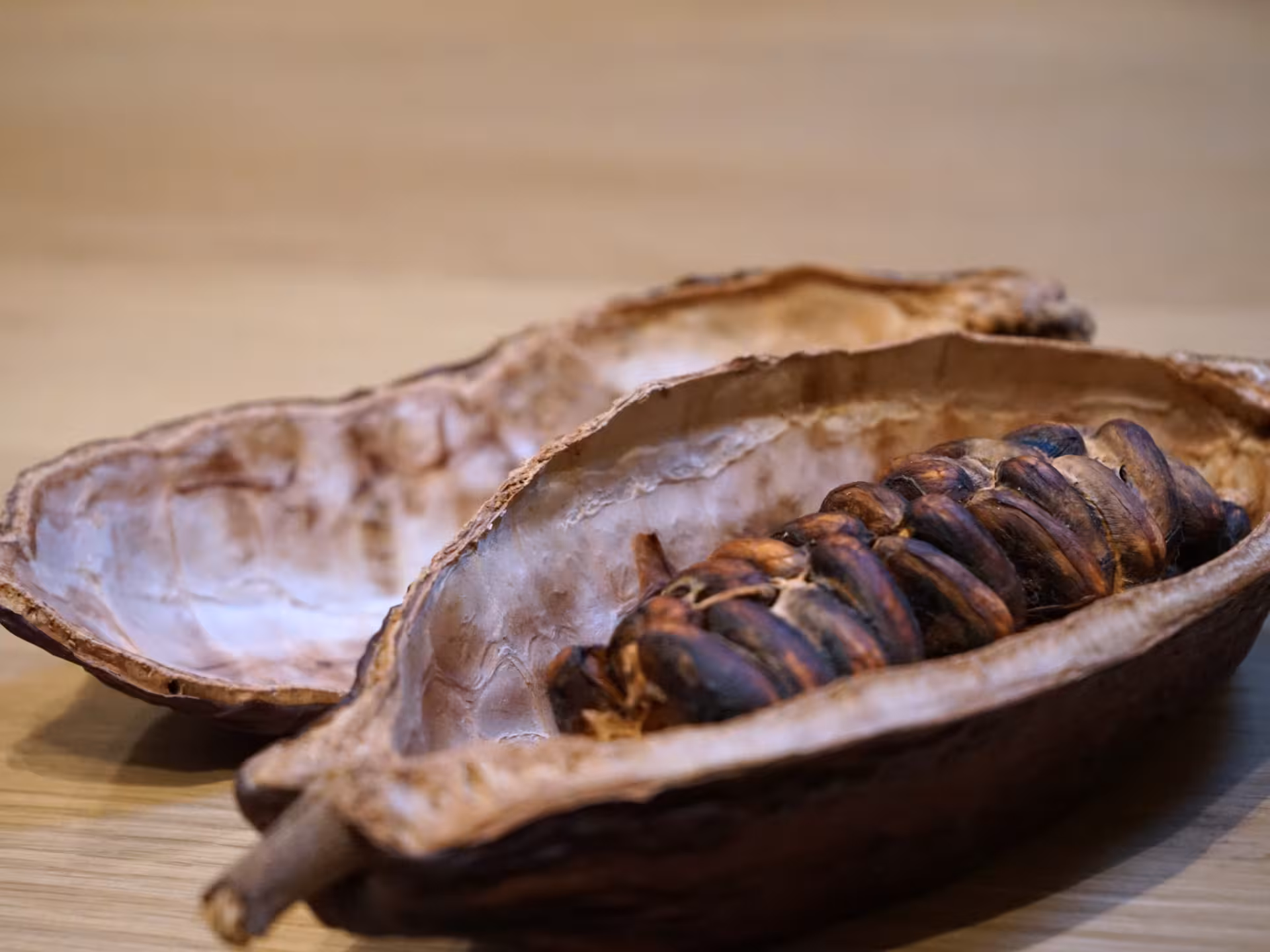 Open cacao pod with visible beans highlighting the raw ingredients for Turin's fine chocolate tasting experience.
