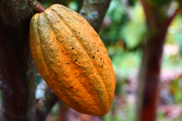 Ripe cacao pod on tree, highlighting bean-to-bar storytelling for a private dark chocolate tasting tour in Paris
