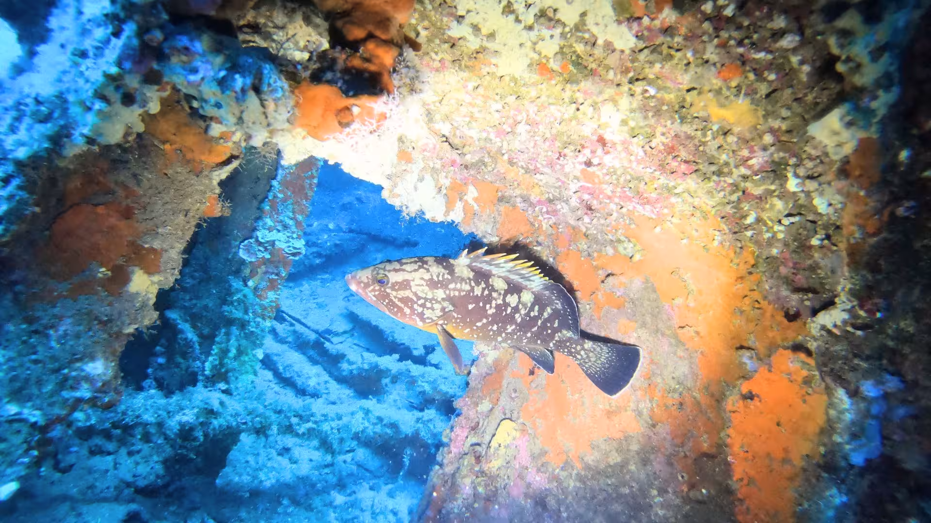 Colorful fish swims through vibrant coral reef in the Gulf of Angels, highlighting Cagliari's marine life.