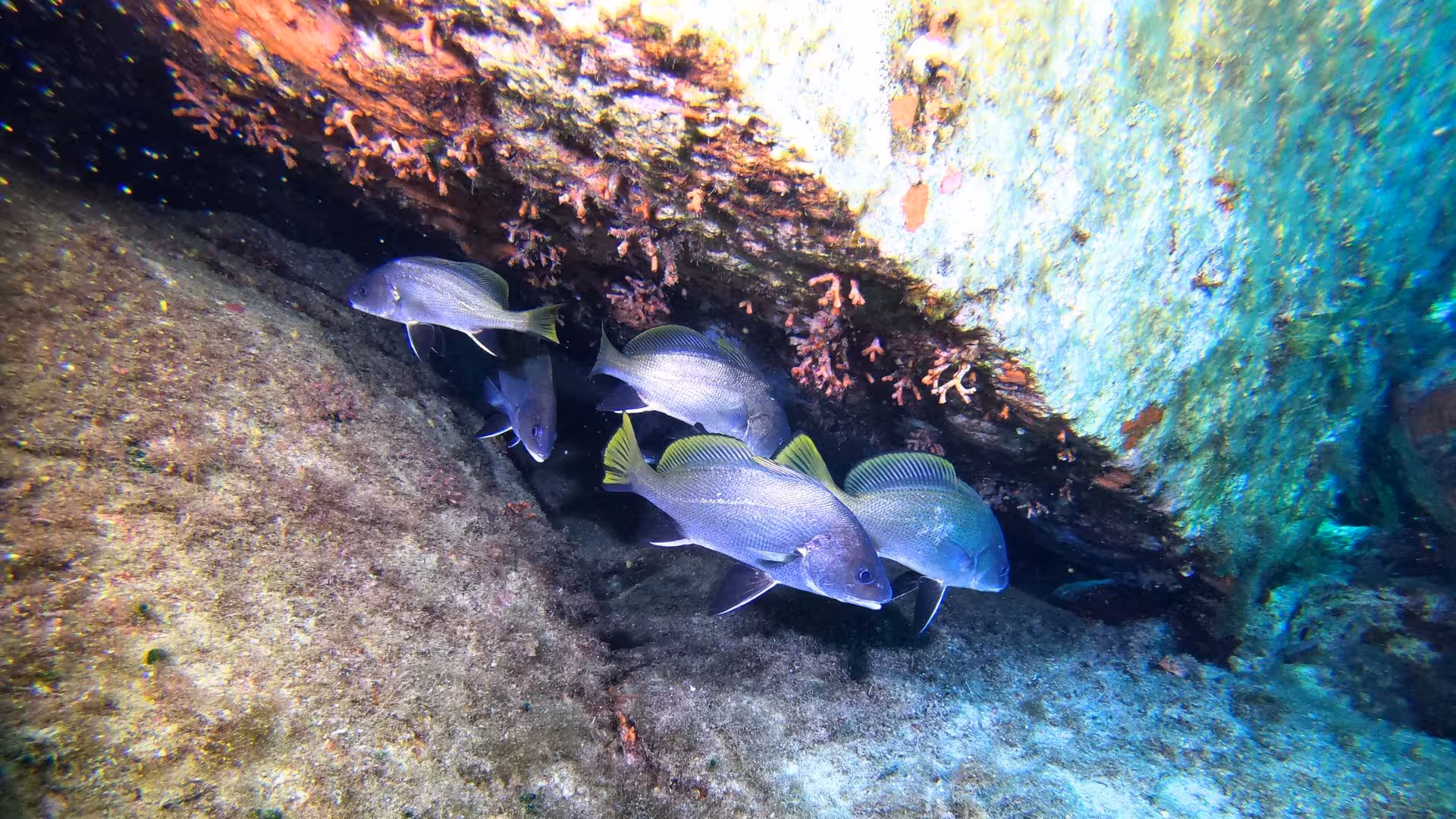 Colorful fish swimming under a coral reef in Cagliari's crystal-clear waters, perfect for beginner scuba diving adventures.