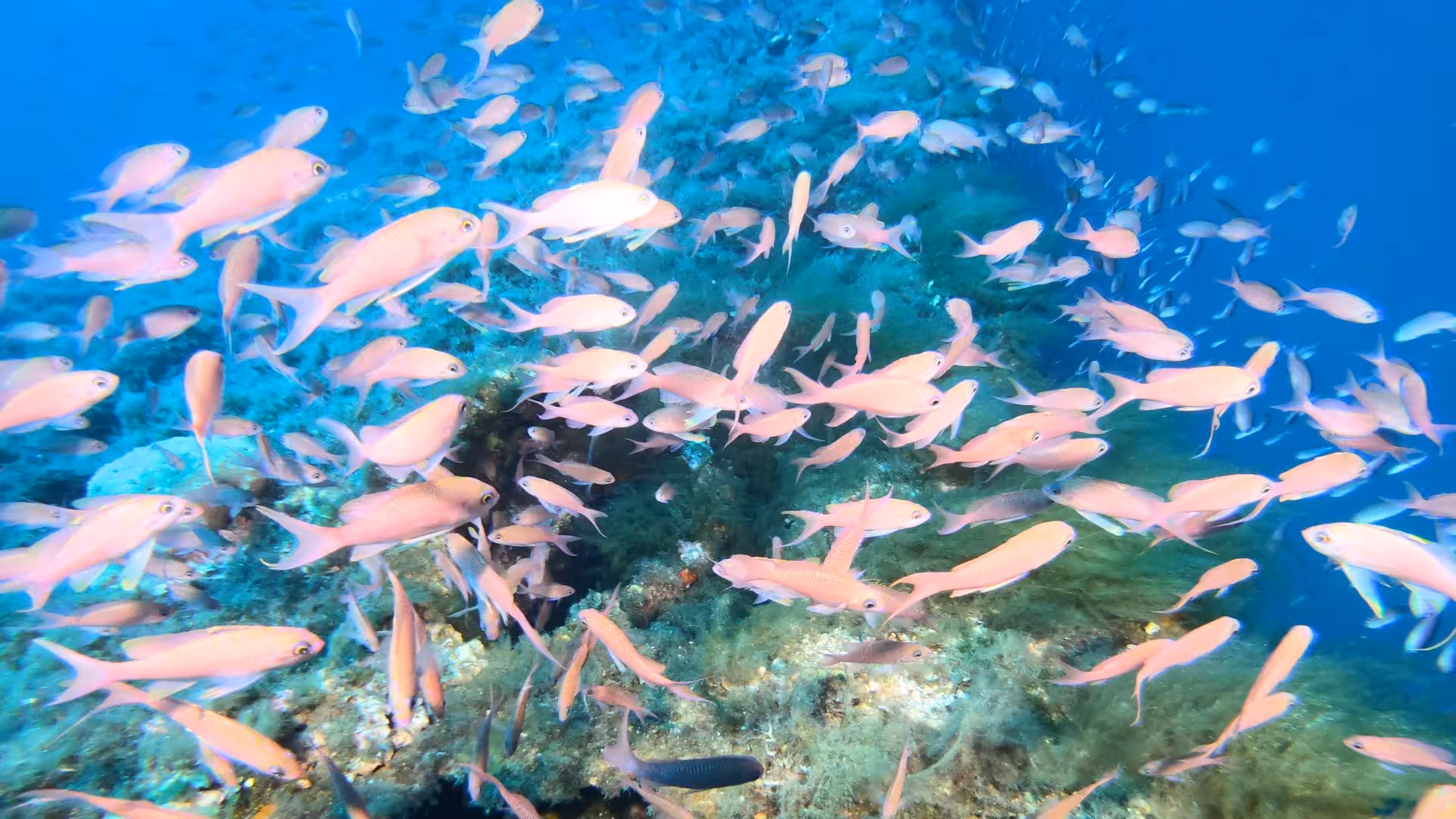 Vibrant coral reef teeming with pink fish in the Gulf of Angels, Cagliari, perfect for diving enthusiasts.