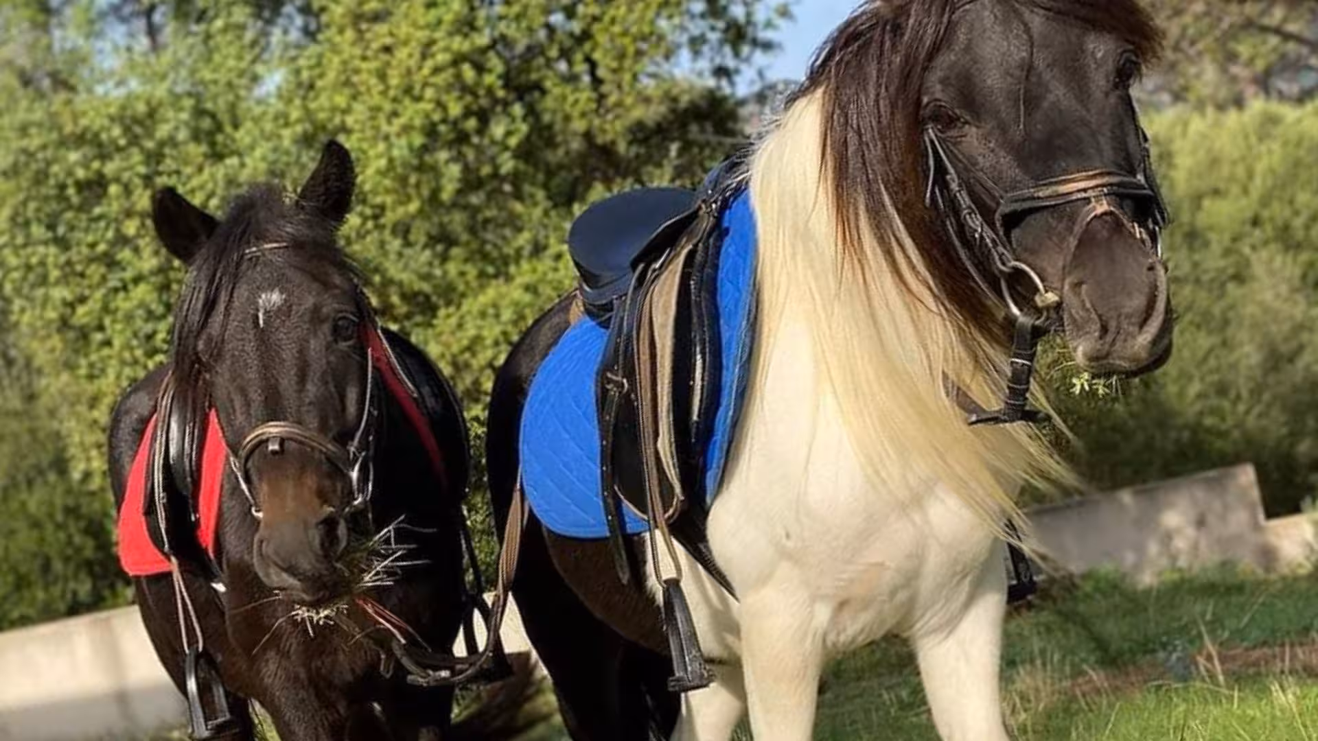 Two ponies with colorful saddles grazing at a Cagliari farm, ideal for family-friendly farm tours and animal interactions.