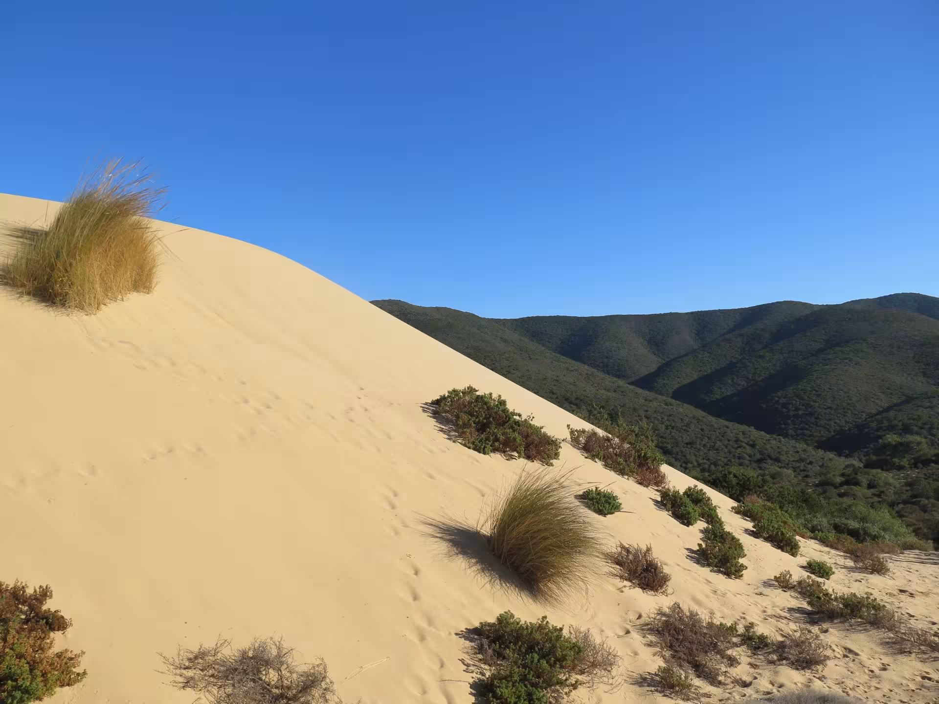 Golden sand dunes of Piscinas under clear blue skies, surrounded by lush green hills, ideal for guided tours from Cagliari.