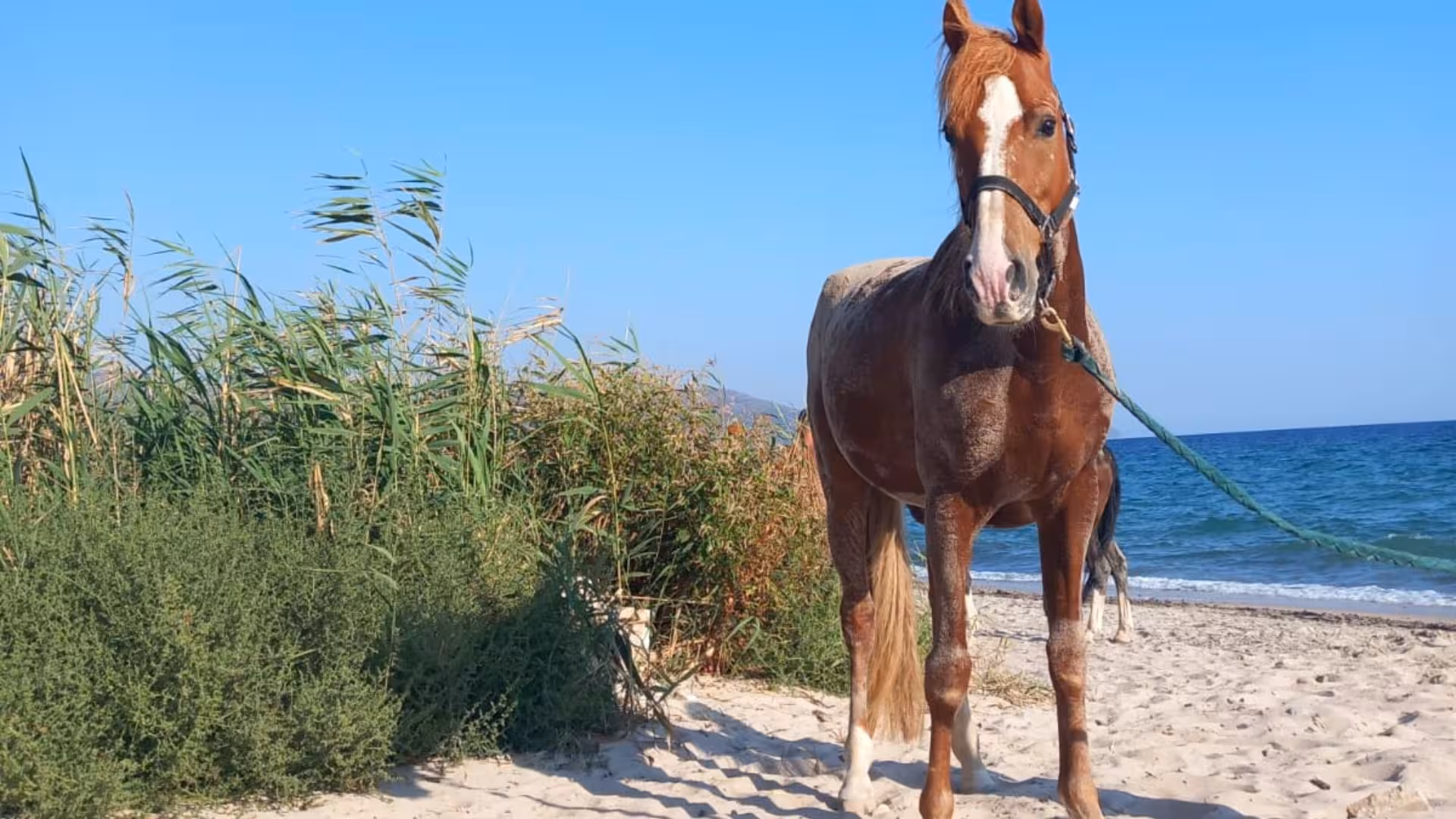 A majestic horse standing on the sandy beach of Cagliari under a clear blue sky.