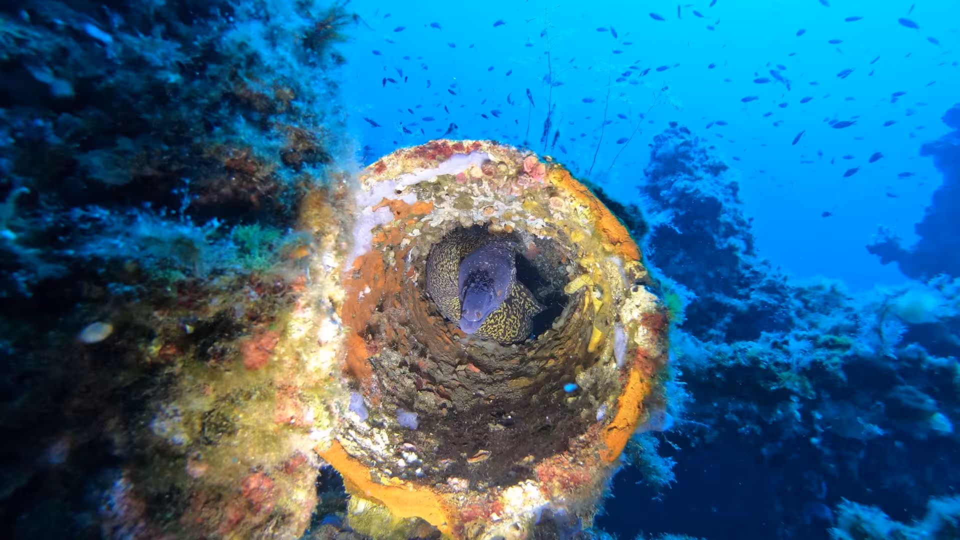 Vibrant underwater scene in Cagliari featuring a moray eel nestled in a colorful coral reef habitat.