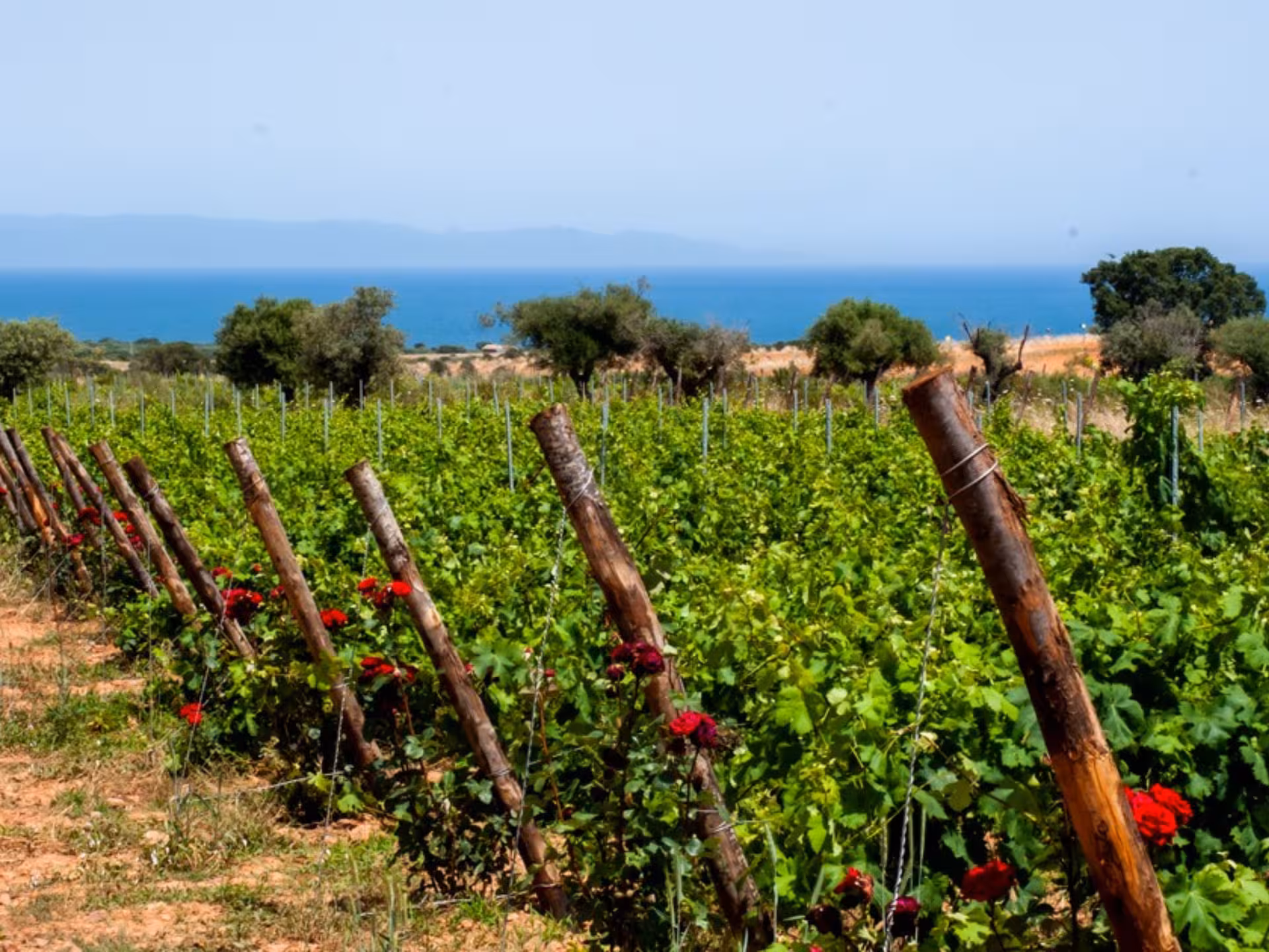 Vibrant vineyard with blooming roses and sea view in Cagliari, ideal for a countryside winery visit.