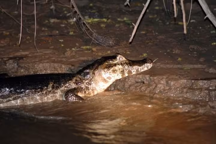 Caiman in muddy riverbank at night during Amazon alligator spotting on the Solimões River wildlife tour