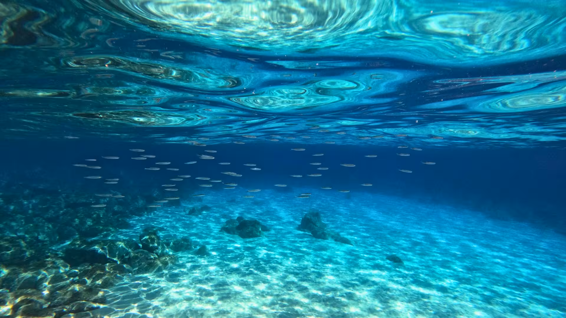 School of fish swimming in the crystal-clear waters of Cala Gonone, highlighting Orosei Gulf's marine beauty.
