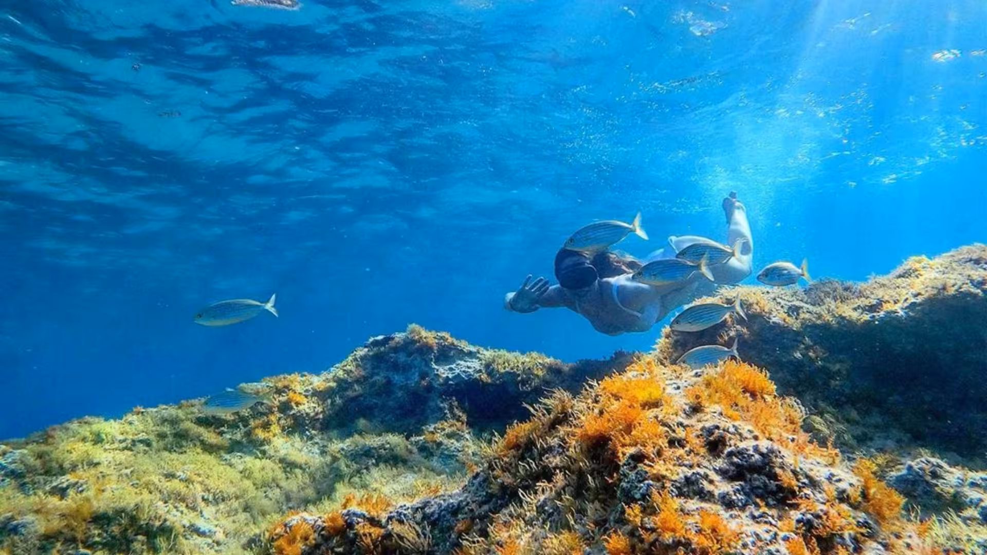 Snorkeler exploring vibrant marine life and coral reefs in the crystal-clear waters of Orosei Gulf near Cala Gonone.