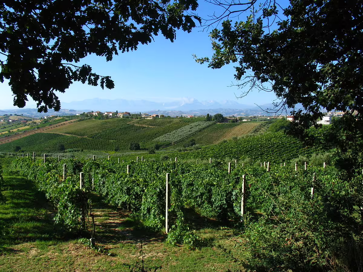 Sunlit Calabrian vineyard and rolling hills near Cosenza, showcasing wine country scenery on the Legendary Calabria Tour