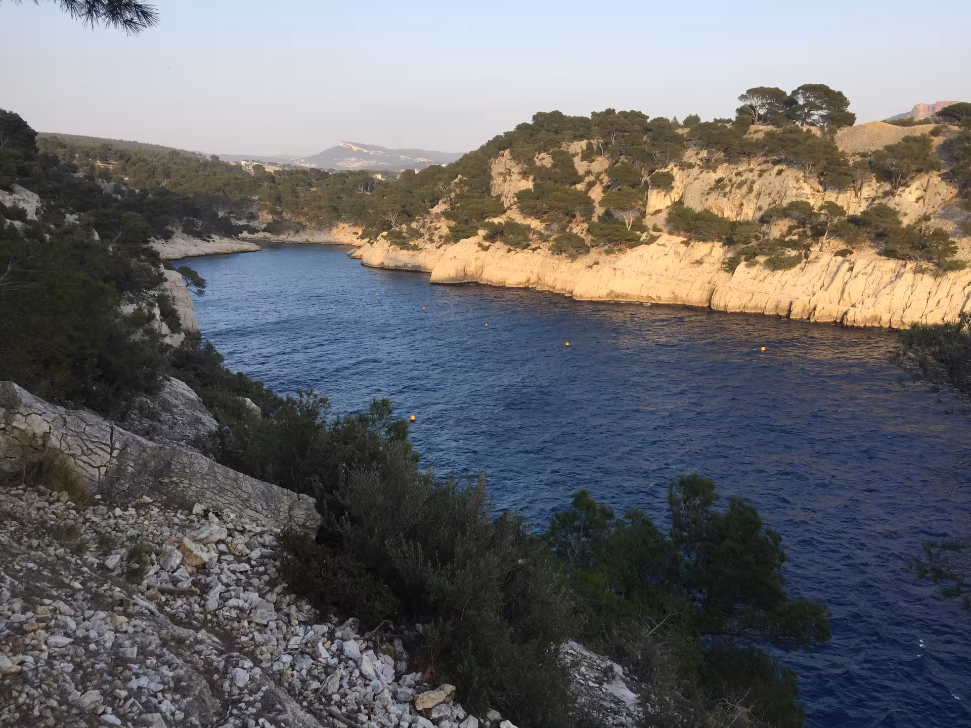 Panoramic Calanques inlet with white cliffs and pine forest, guided hike with a Calanque expert from Marseille