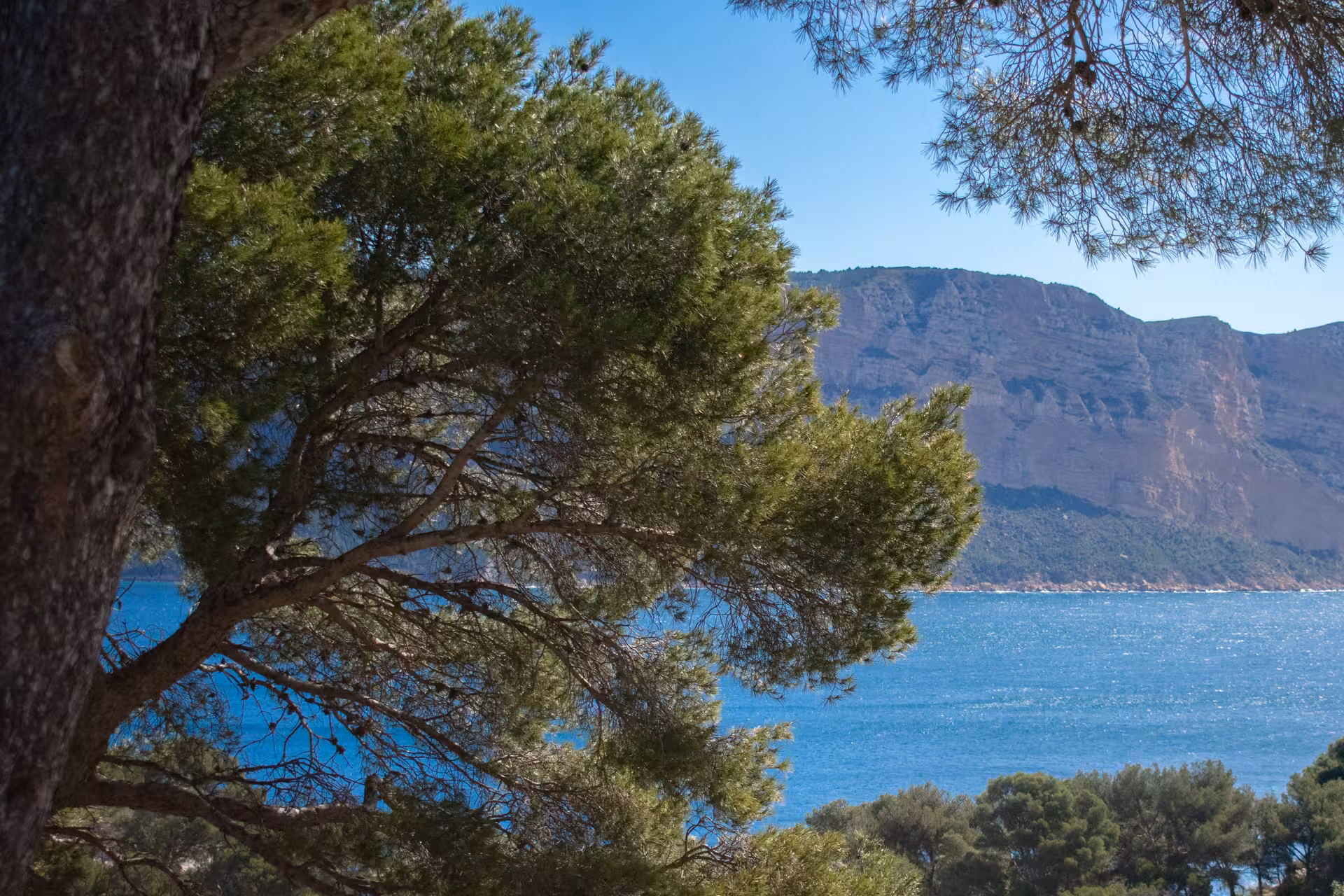 Pine-framed sea view over Calanques cliffs on the Luminy hike in Calanques National Park, Marseille