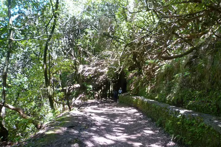 Sun-dappled forest path lined with lush trees on the Burned Green Cauldron walking tour.