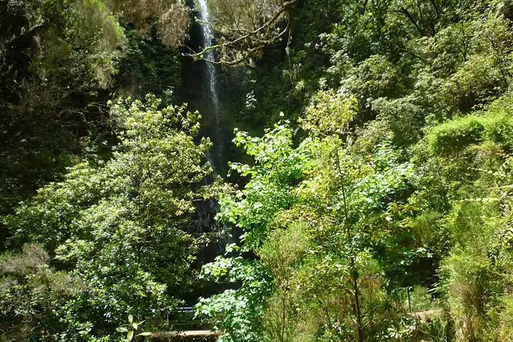 Lush green forest with a cascading waterfall in the Burned Green Cauldron nature tour destination.