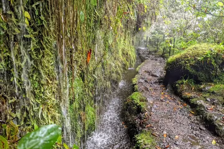 Lush green trail with cascading waterfall along the Caldeirão Verde Levada, perfect for a self-guided hike in Queimadas.