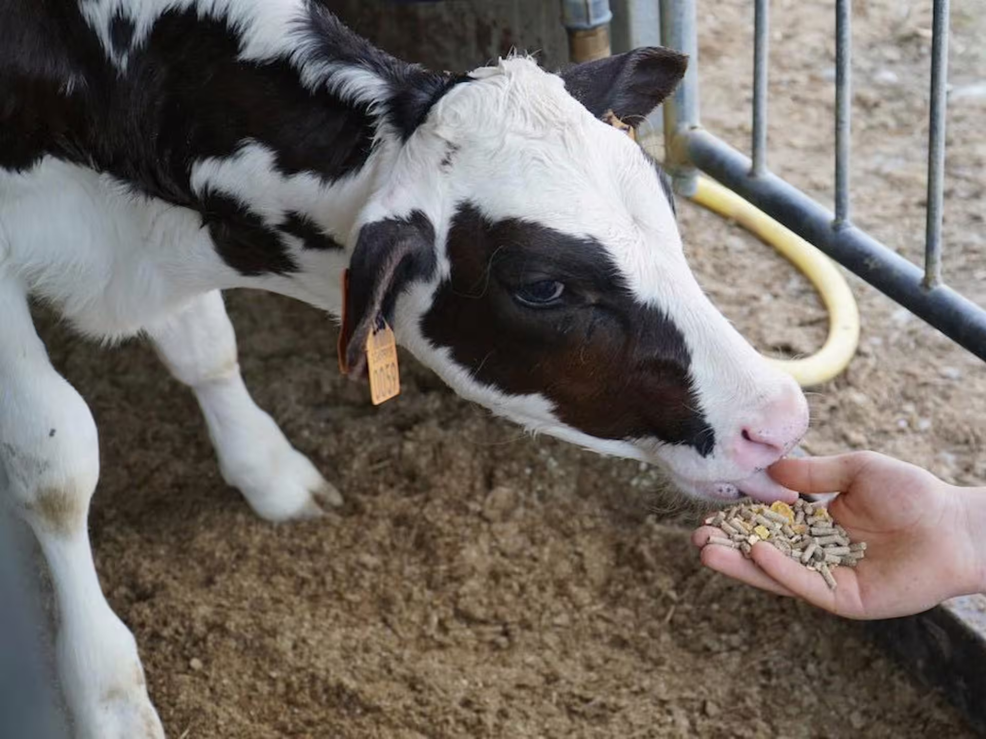 A calf being hand-fed in a Parma barn, part of the Parmesan cheese production tour experience.