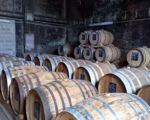 Oak barrels aging Calvados in a Pays d'Auge cellar, a highlight of the Deauville or Honfleur countryside tour