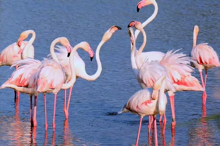 Pink flamingos wading in shallow blue waters of the Camargue wetlands, southern France