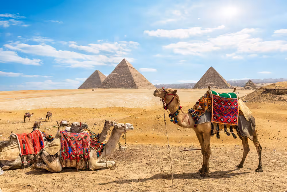 Camel caravan with colorful saddles by the Pyramids of Giza on a luxury 8-day Egypt Pharaoh itinerary tour