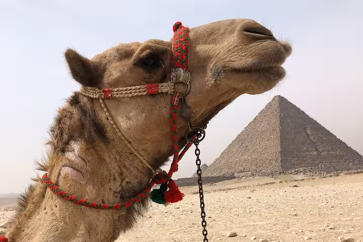 Close-up camel with colorful bridle beside the Great Pyramid of Giza on Cairo private day tour