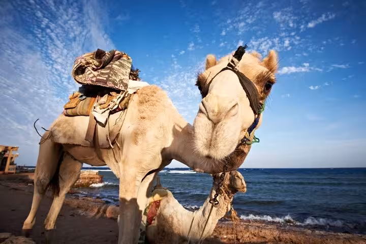Saddled camel by the Red Sea coast in Dahab, part of Jeep adventure from Sharm El-Sheikh to Canyon Salama