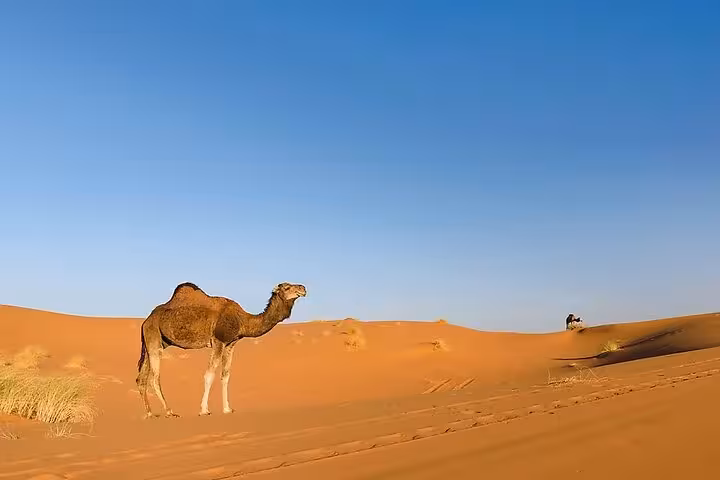 Camel standing on Dubai desert dunes under clear sky, ideal for morning desert safari with camel ride