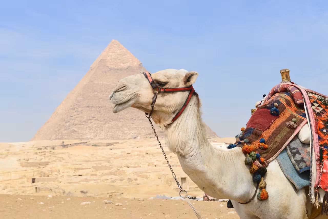 Camel at Giza Plateau with the Great Pyramid, a highlight of the Hurghada to Cairo pyramids day tour