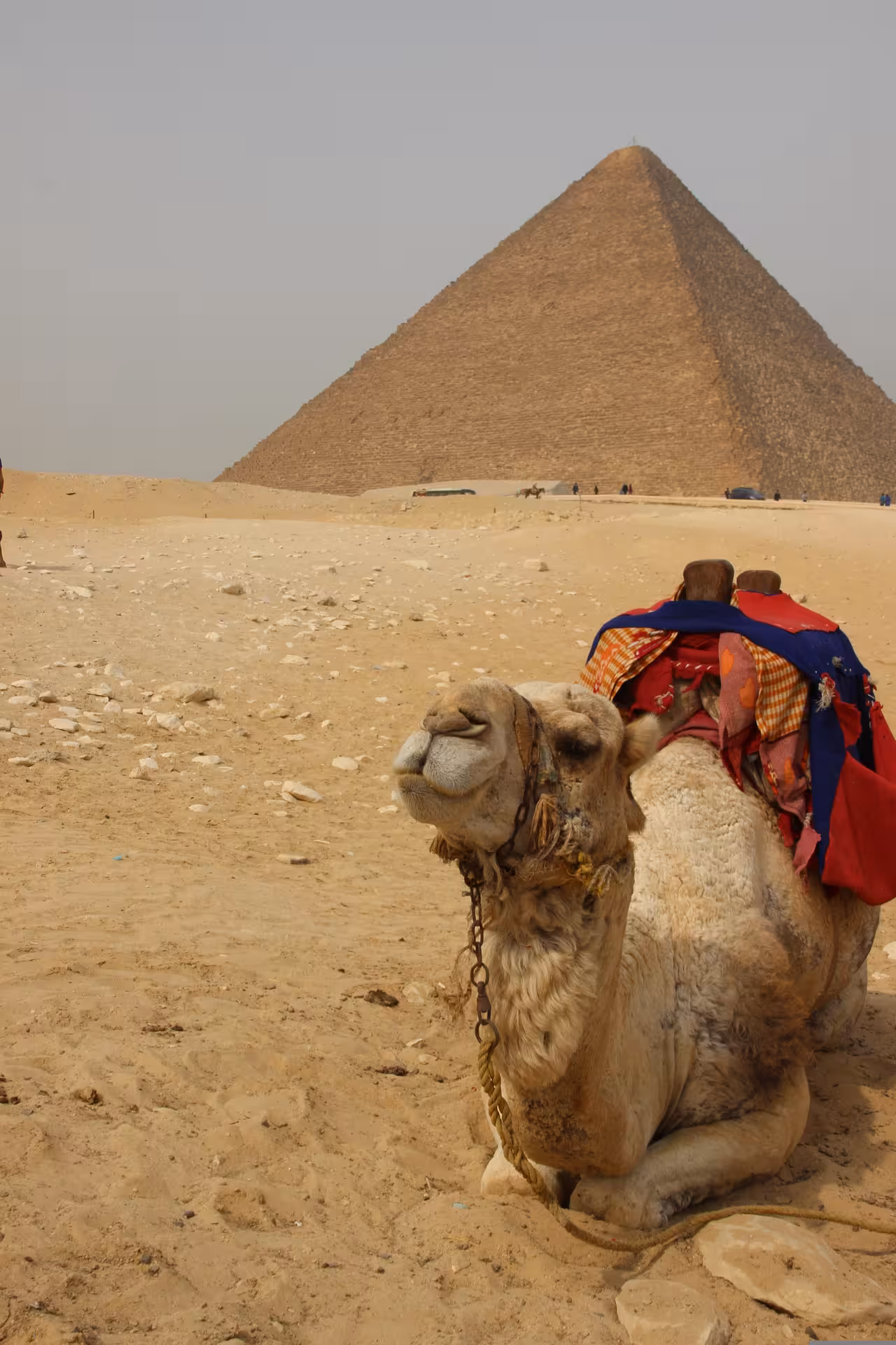 Camel resting in sand at Giza Pyramids with Great Pyramid of Khufu in background, Egypt