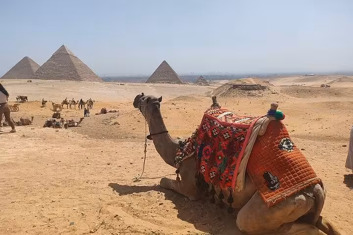 Resting camel with colorful saddle facing the Giza Pyramids, classic desert scene on a full-day Cairo tour
