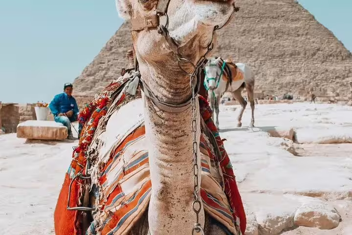 Close-up camel at Giza Pyramids, perfect for a 3-hour private camel ride tour to the Sphinx in Cairo