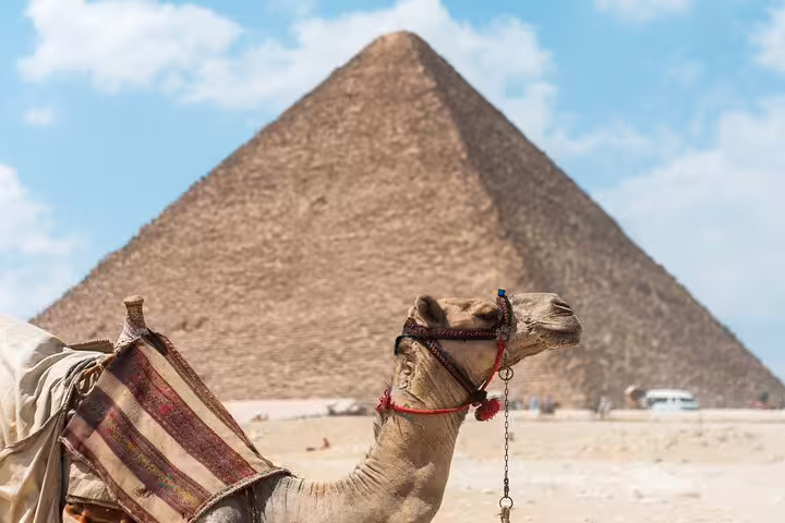 Camel in front of the Great Pyramid of Giza on private pyramids and museum tour, Cairo with no hidden cost