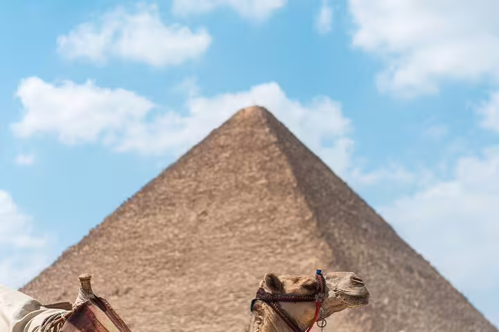 Camel in front of the Great Pyramid of Giza under blue sky, iconic photo stop on Giza Saqqara Dahshur tour