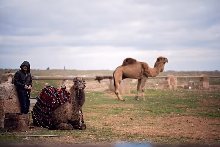 Camel and handler on Harran plain near Sanliurfa, Turkey, on an all-inclusive private guided city tour