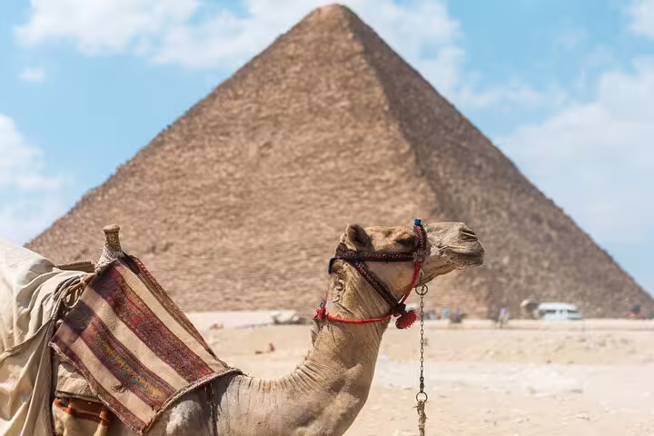 Camel resting near the Pyramid of Khafre at Giza Plateau, Cairo day tour with camel ride and Egyptian Museum