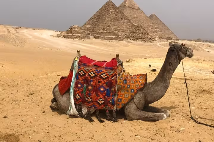 Camel resting on Giza Plateau with pyramids behind, colorful saddle for all-inclusive camel ride tour Egypt