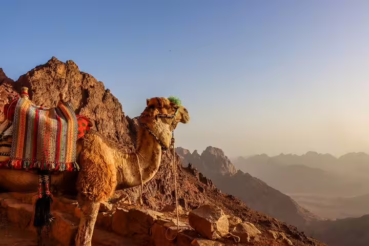 Camel at sunrise in Sinai mountains during Cairo to Mount Sinai overnight tour to St Catherine Monastery