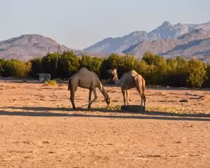 Two camels grazing in desert landscape with mountains and green trees in Marsa Alam, Egypt