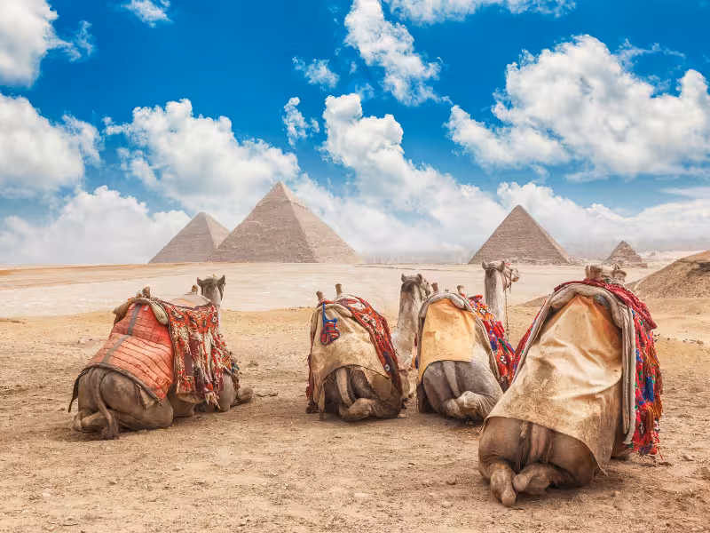 Camels resting in the Giza Desert with the Great Pyramids behind, classic Egypt Highlights tour photo