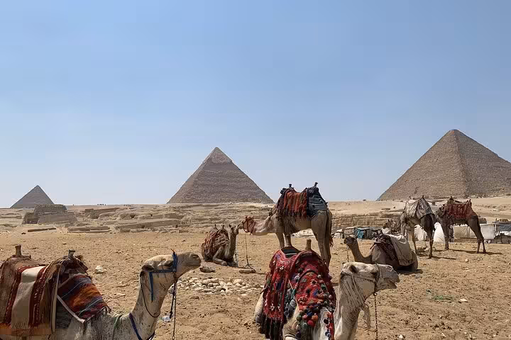 Camels resting near the Giza Pyramids in Cairo, Egypt, classic desert scene on a pyramids and museum tour