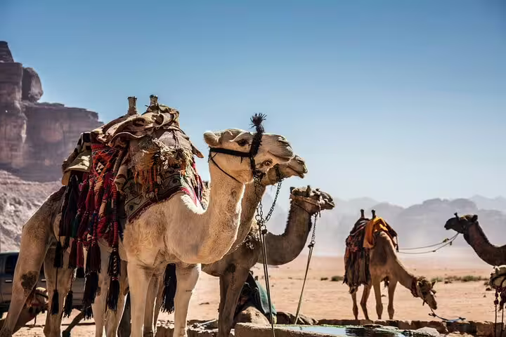 Saddled camels in Jordan desert, a classic stop on Petra tour from Taba by ferry boat to Wadi Rum