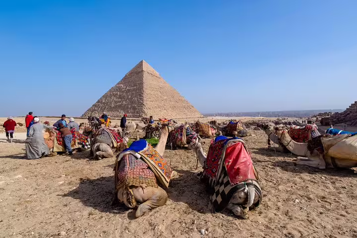 Camels resting near the Pyramids of Giza under blue sky, classic photo stop on Cairo pyramids tour and cruise