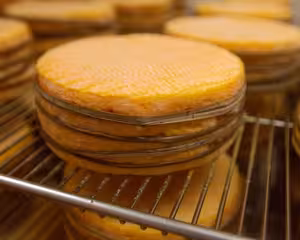 Rounds of Camembert cheese aging on racks in Pays d'Auge dairy, gourmet day trip from Le Havre port